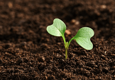 大氣的肥料品牌名字